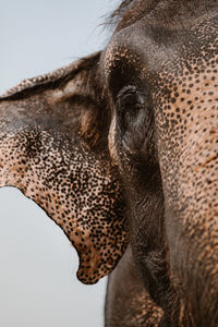 Close-up of elephant