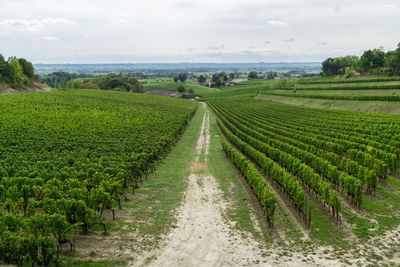 Scenic view of vineyard against sky