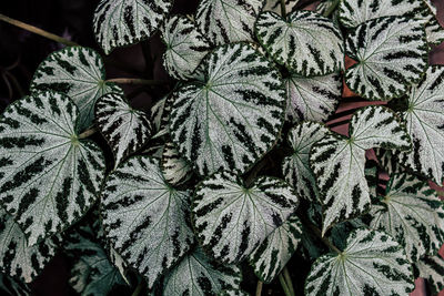 Green leaf nature background