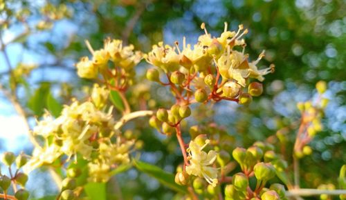 Close-up of yellow flowering plant