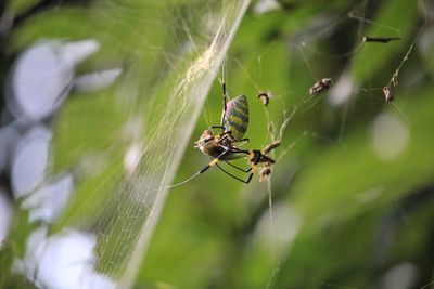 Close-up of spider on web