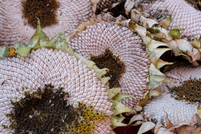 Full frame shot of dried plant