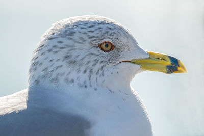 Seagull gets a head shot on a sunny day at the beach in winter