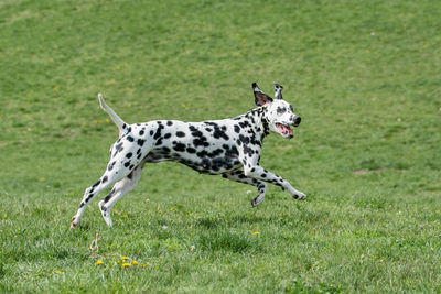 Dog playing on grass