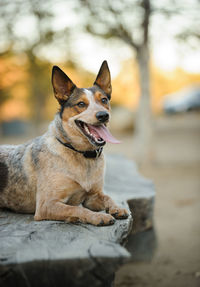 Portrait of dog