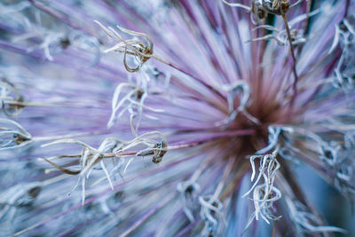 Close-up of wilted flower