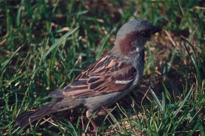 High angle view of bird perching on grass