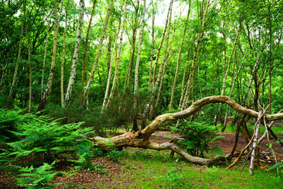 Trees in forest