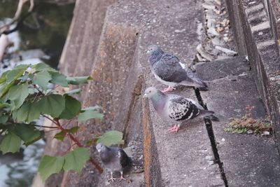 High angle view of pigeons perching