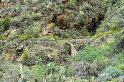 Arch bridge amidst trees in forest