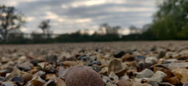 View of an animal on land