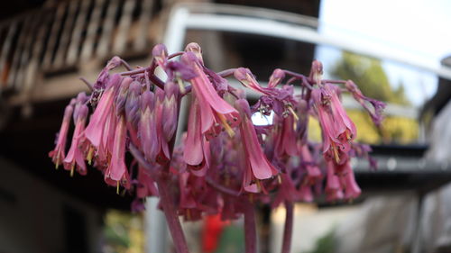 Close-up of pink flowering plant