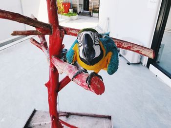 High angle view of parrot perching on metal