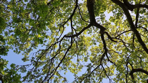 Low angle view of tree against sky