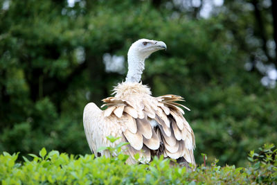 Low angle view of vulture against trees