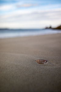 Close-up of shell on beach against sky
