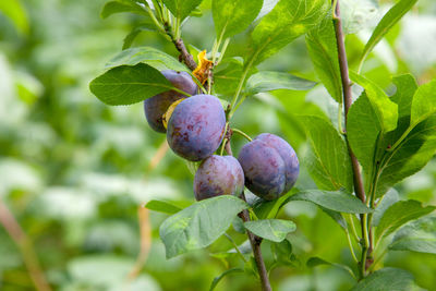 Close-up of fruits growing on plant