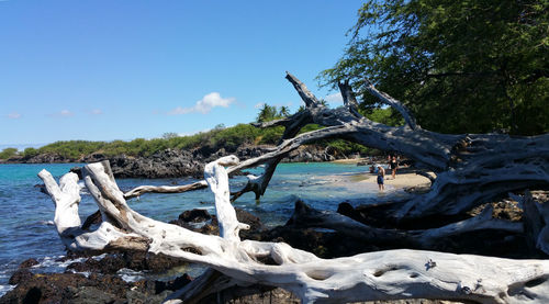 Fallen trees at beach against sky