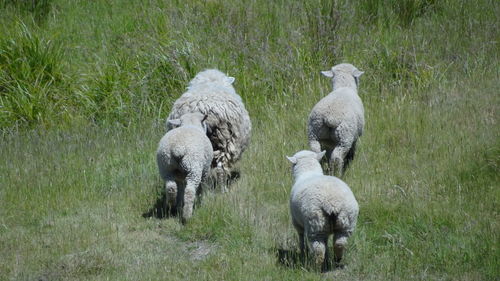 Sheep in a field