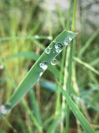 Close-up of grass on field