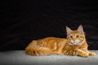 Portrait of cat resting