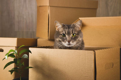 Moving concept with things folded in a box and cat