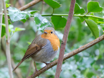 Close-up of bird perching on branch