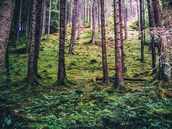 Trees in forest