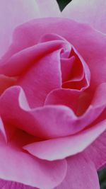 Close-up of pink rose