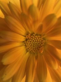 Close-up of yellow flower