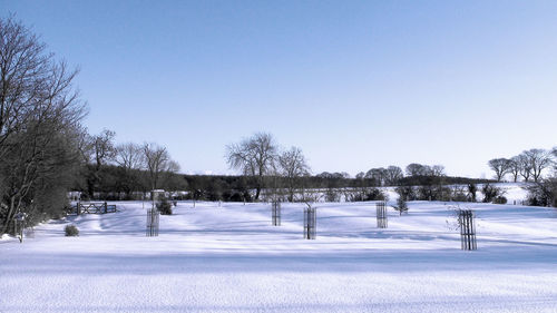 Bare trees on snow covered landscape