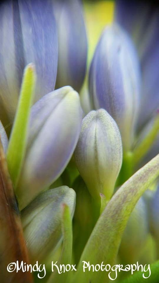 CLOSE-UP OF FLOWERS IN BLOOM