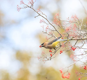 Cedar waxwing