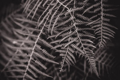 Close-up of fern leaves