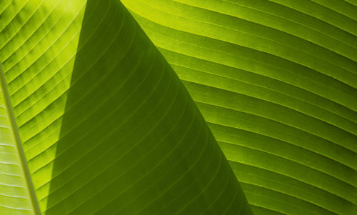 Full frame shot of palm leaves