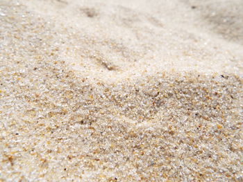 Close-up of crab on sand