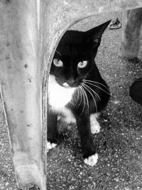 Close-up portrait of cat