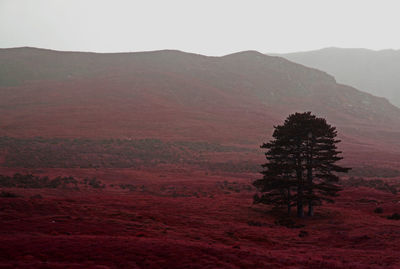 View of trees on mountain against sky