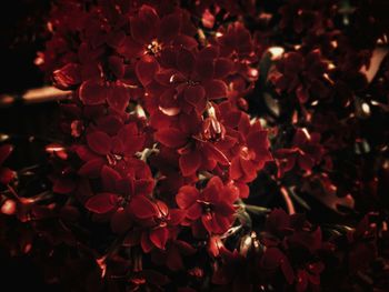 Close-up of red flowers