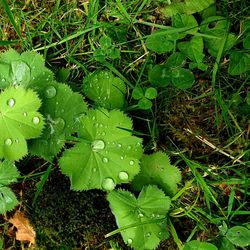 High angle view of wet leaves on rainy day