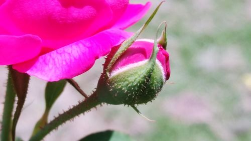 Close-up of pink flower blooming outdoors