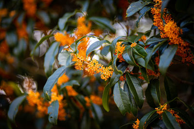 Close-up of orange flowering plant