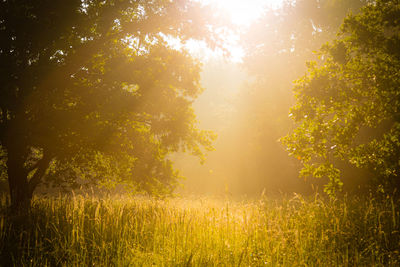 Golden morning in the field - sunlight streaming through trees on field