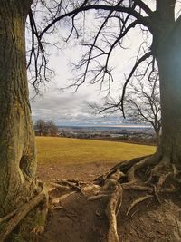 Scenic view of bare trees on field against sky