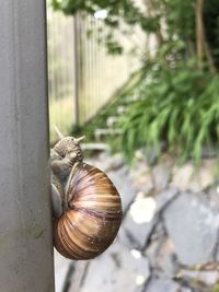 Close-up of snail on railing