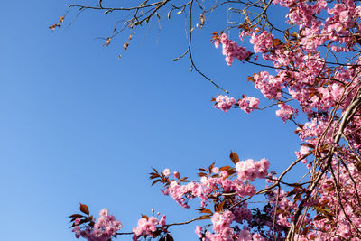 Low angle view of cherry blossom tree