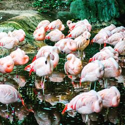 Flamingos relaxing in lake