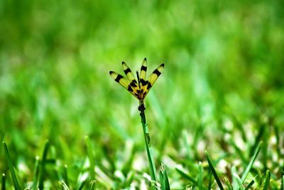 Close-up of dragonfly on plant