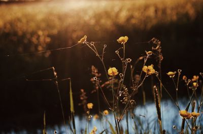 Close-up of flowering plants on field