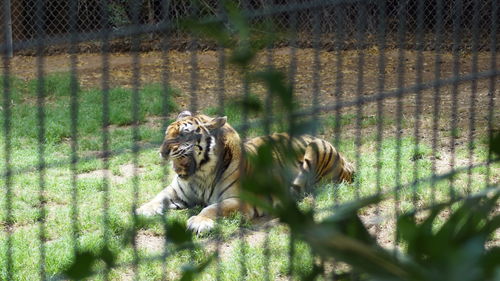 Tiger in grass